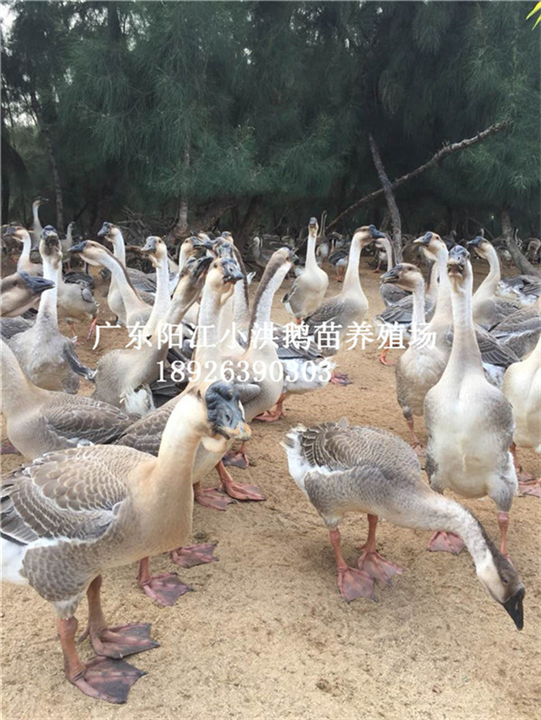 广东阳江大白沙鹅苗批发