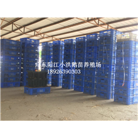 阳江大白沙鹅苗批发