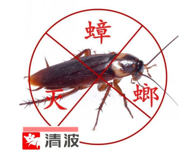 周口灭蟑螂