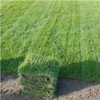 福建福州罗源草皮