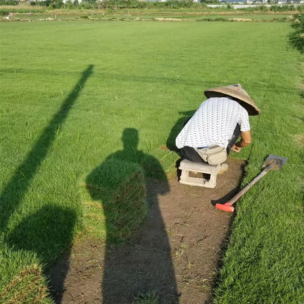 福州马尼拉草皮栽培