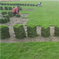 福建马尼拉草皮