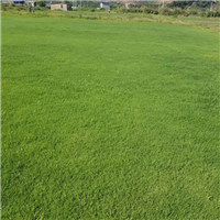 福建马尼拉草基地