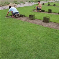 福建福州草坪