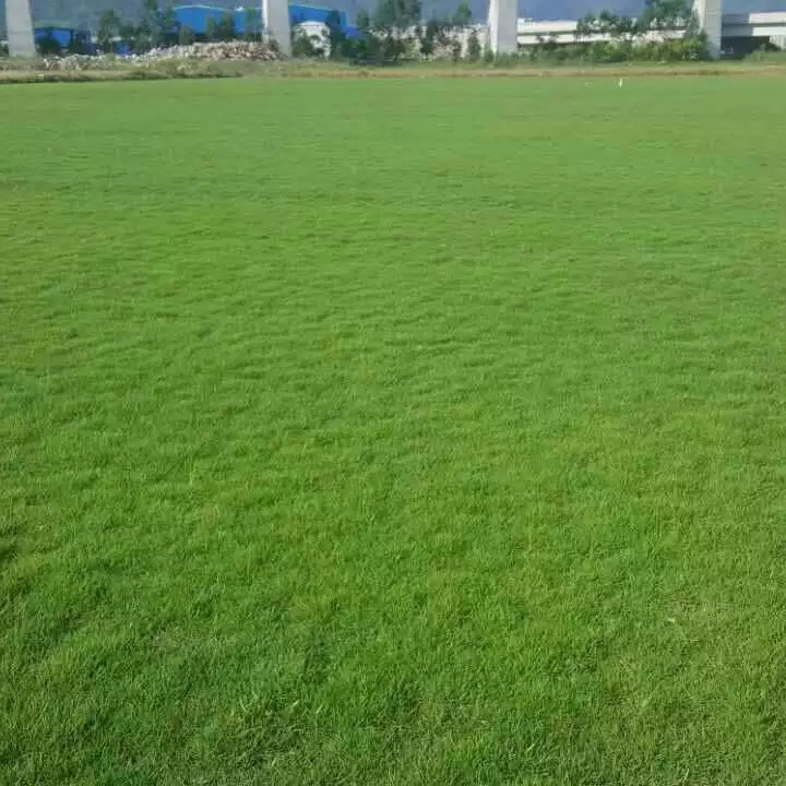 福建福州罗源马尼拉草坪