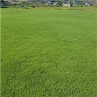 福州马尼拉草皮价格