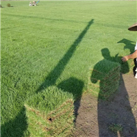 福建福州罗源马尼拉草