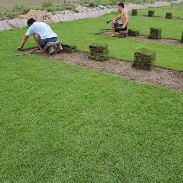 福建福州草坪