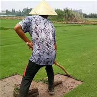 福建福州罗源草坪基地
