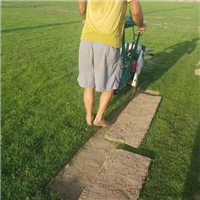 福州马尼拉草皮