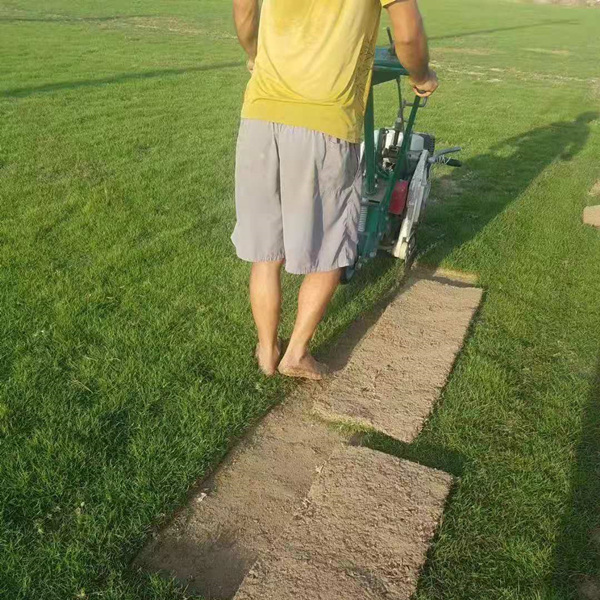 福州马尼拉草皮