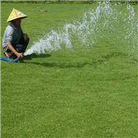 福州马尼拉草坪