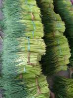 邳州蒜苔即将上市，邳州红帽蒜苔开始上市