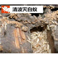 江阴灭白蚁公司教大家简单四招