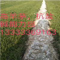 东营绿化草坪卷 