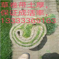 潍坊绿化草坪卷|潍坊草坪基地 