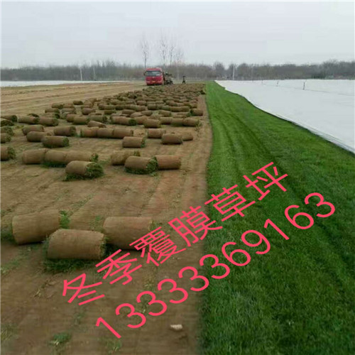 东营草坪基地|东营绿化草坪卷 