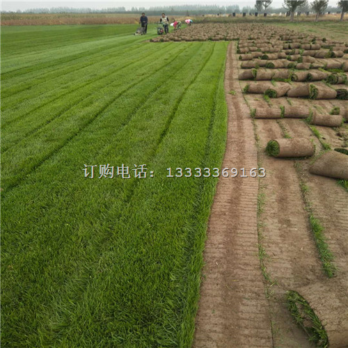 东营哪有卖草坪的|东营绿化草坪卷 