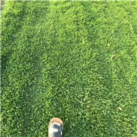 淄博草坪基地|淄博绿化草坪卷 