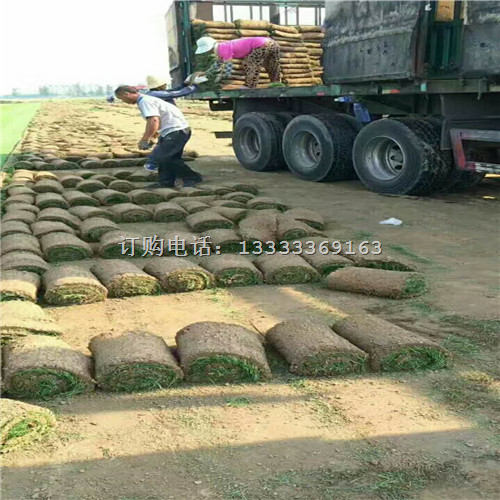 东营哪有卖草坪的|东营草坪基地 