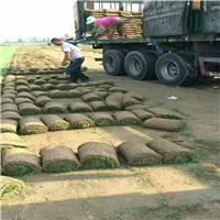 东营哪有卖草坪的|东营草坪基地 