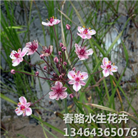 花蔺_辽宁花蔺_东北花蔺