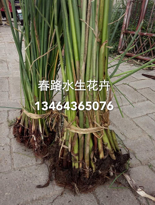 水葱_水葱苗_水葱苗子