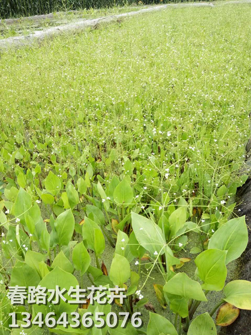 泽泻_辽宁泽泻_东北泽泻