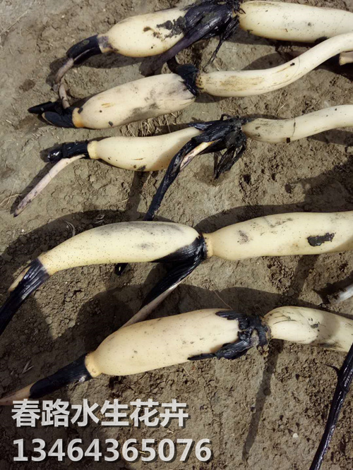 荷花苗_荷花种苗_辽宁荷花苗 