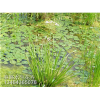 花蔺苗_辽宁水生花卉_东北水生植物