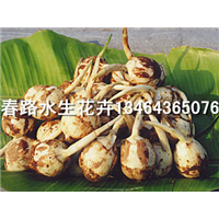慈姑种苗_春路水生花卉13464365076