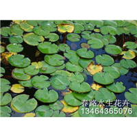 浮萍苗_辽宁水生花卉_东北水生植物