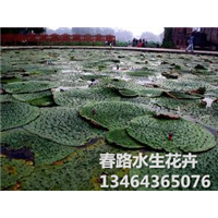 茨实-辽宁茨实_东北茨实