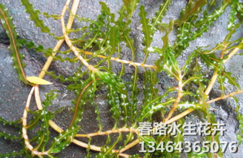 菹草_辽宁菹草_东北菹草