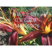 红宝石萱草_东北水生花卉