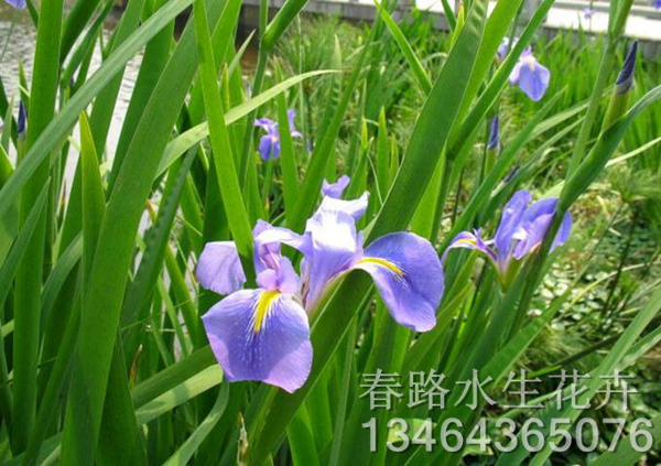 水生鸢尾_水生植物批发基地