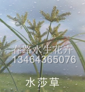 水莎草_辽宁水生花卉_东北水生植物