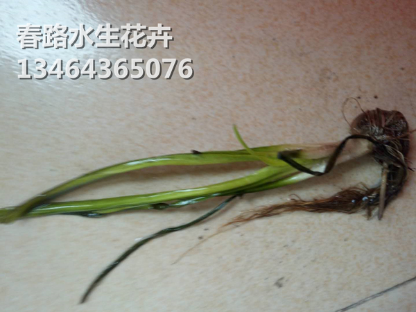 苦草_辽宁苦草_东北苦草