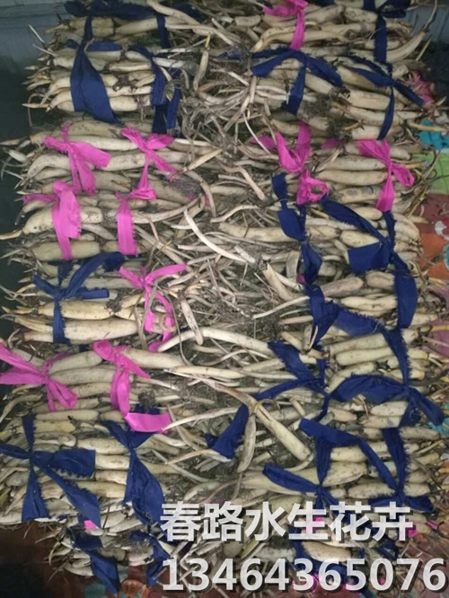 荷花苗_荷花种苗_辽宁荷花苗