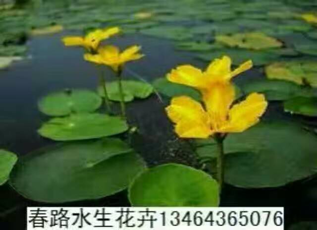 荇菜_辽宁荇菜_东北荇菜