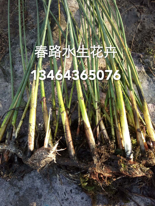 水葱_水葱苗_水葱种苗