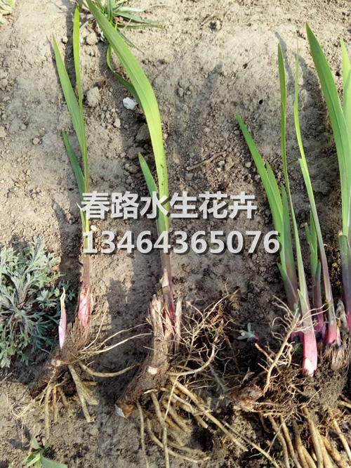 菖蒲苗_东北水生植物_辽宁水生花卉