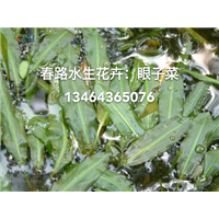 眼子菜_辽宁眼子菜_东北眼子菜