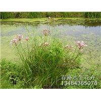 花蔺苗_辽宁水生花卉_东北水生植物