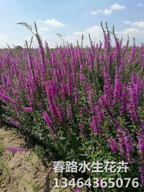 千屈菜_辽宁千屈菜_东北千屈菜