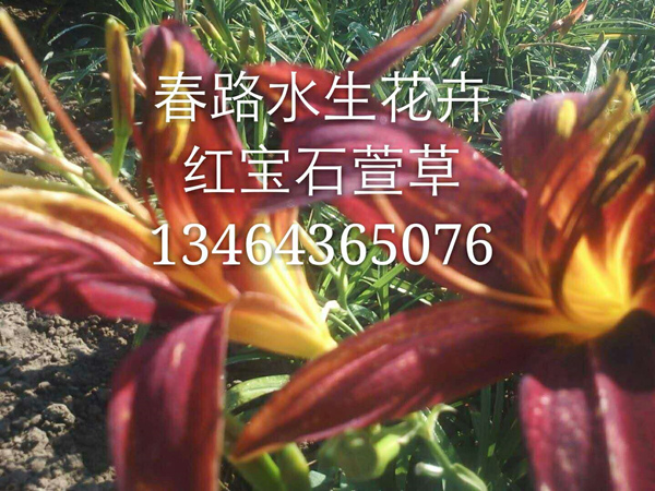红宝石萱草_东北水生花卉