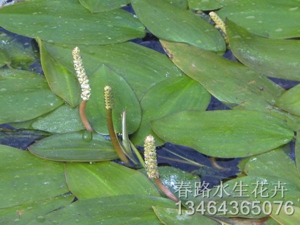 眼子菜苗_辽宁水生花卉_东北水生植物