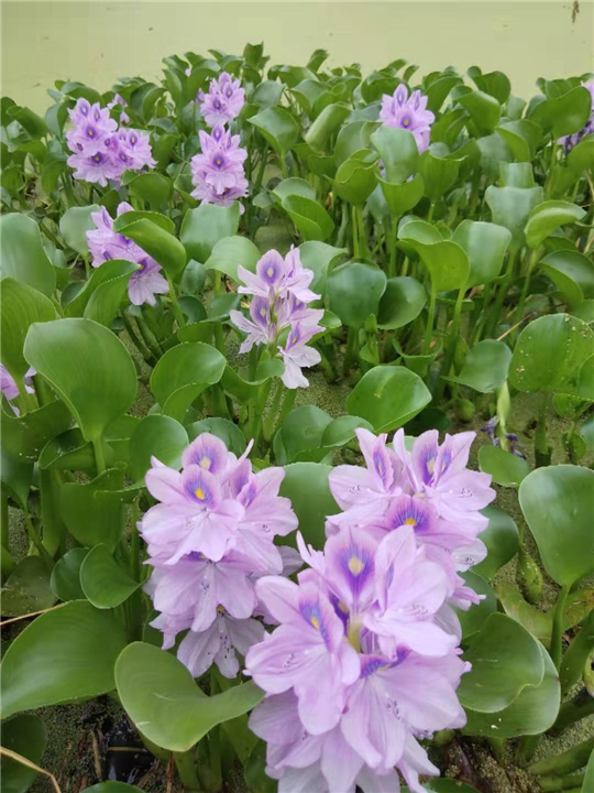 春路水生花卉水葫芦苗 