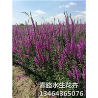 千屈菜_辽宁千屈菜_东北千屈菜
