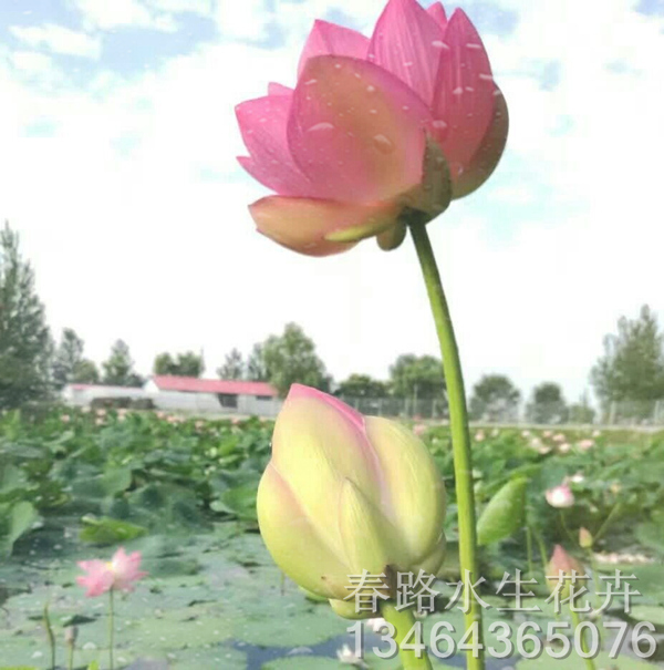 荷花种苗_辽宁水生花卉_东北水生植物
